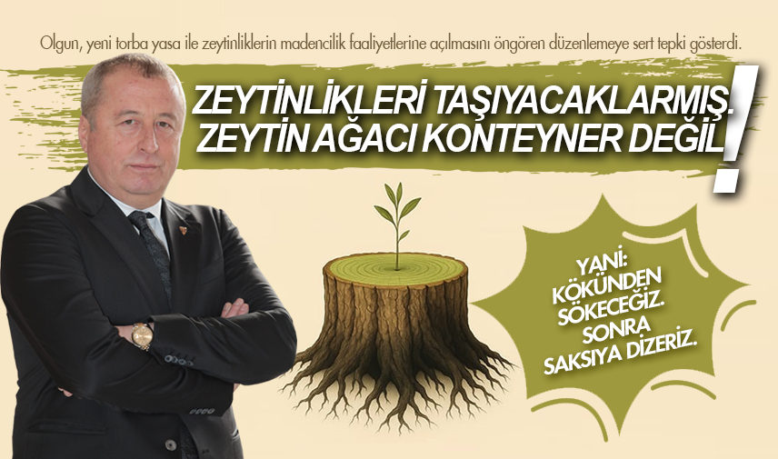 Olgun: Zeytin ağacı konteyner değil