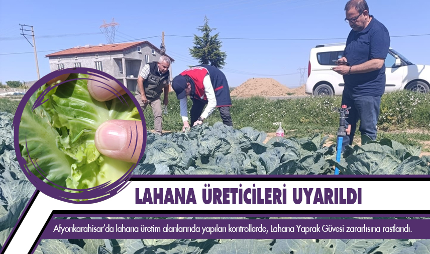 Lahana üreticileri uyarıldı