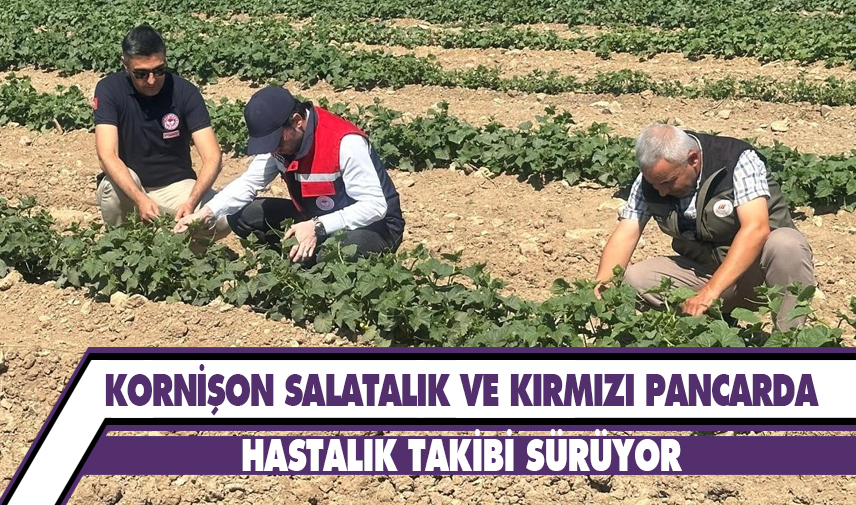 Kornişon salatalık ve kırmızı pancarda hastalık takibi sürüyor