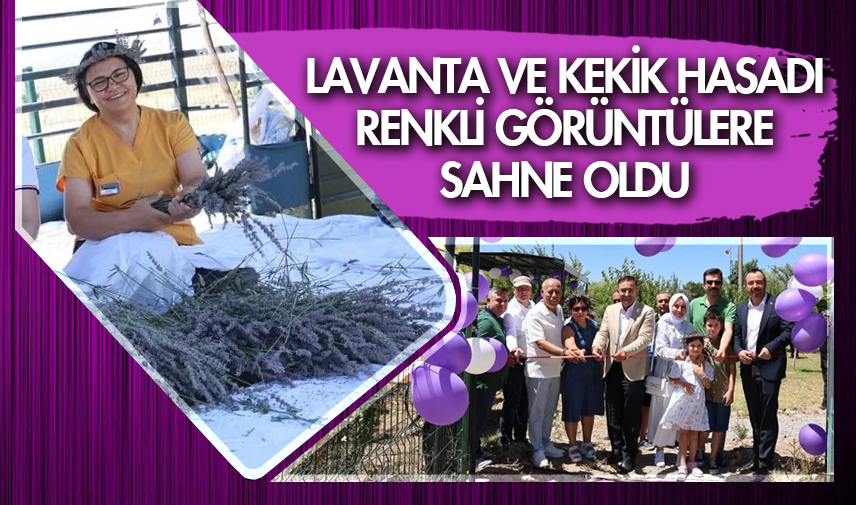 Lavanta ve kekik hasadı renkli görüntülere sahne oldu