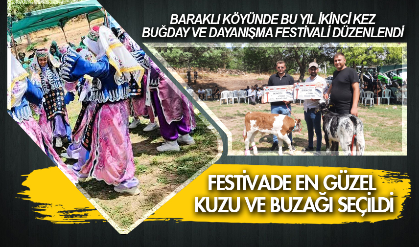 Festivalde en güzel kuzu ve buzağı seçildi